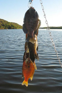 Fishing is popular at Patagonia Lake in southern Arizona