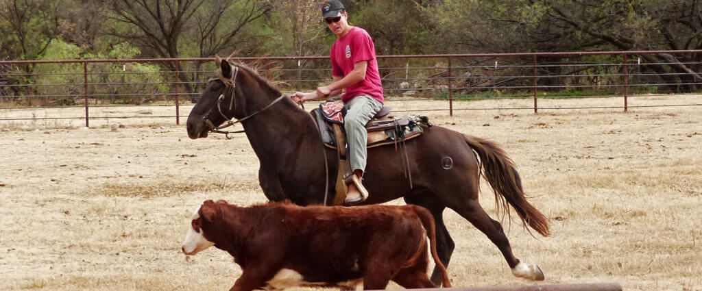 horse games