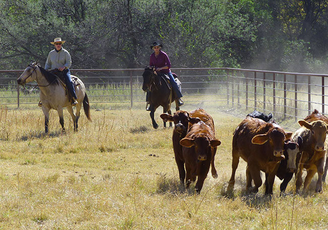 Gymkhana Horse Games