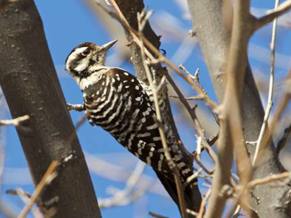 woodpecker World-Class Birding
