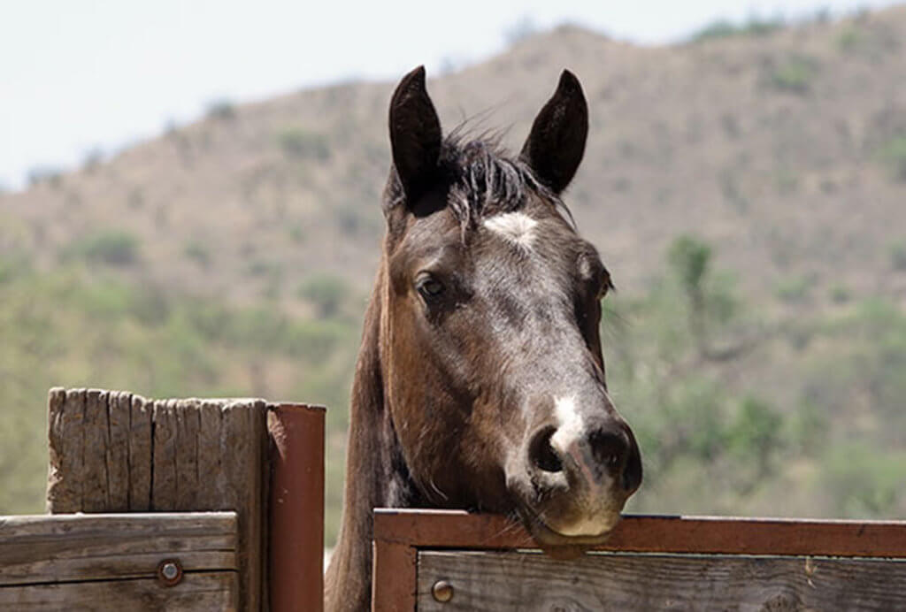 Caring For The Ranch Horses Circle Z Ranch Caring For The Ranch Horses Circle Z Ranch