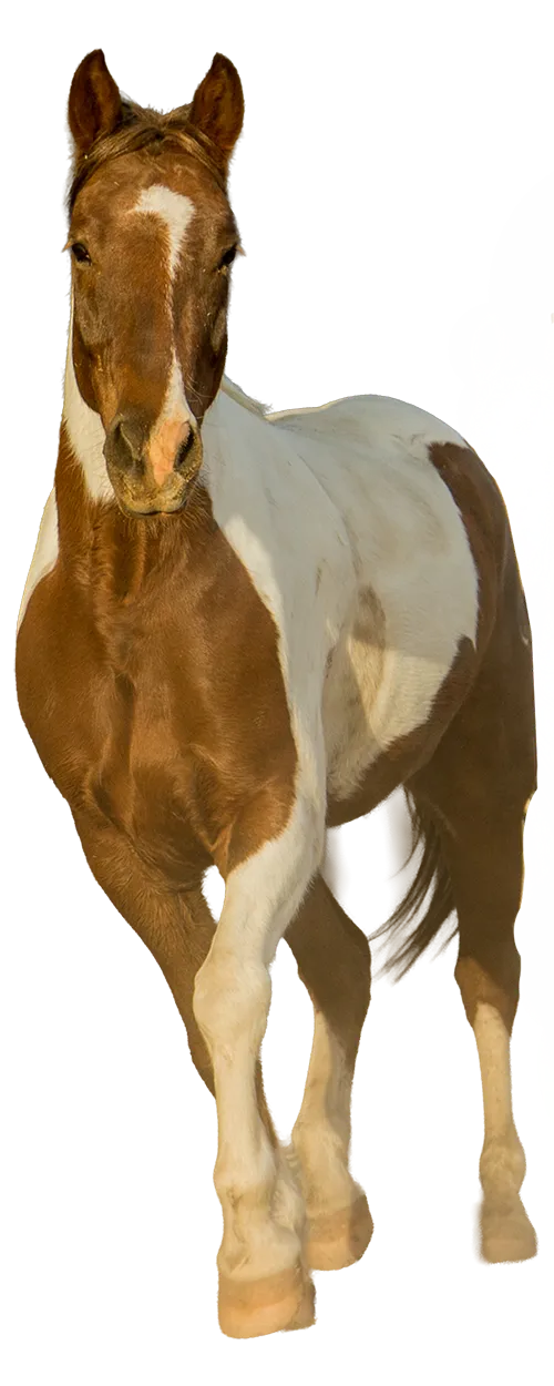 cutout-horse
