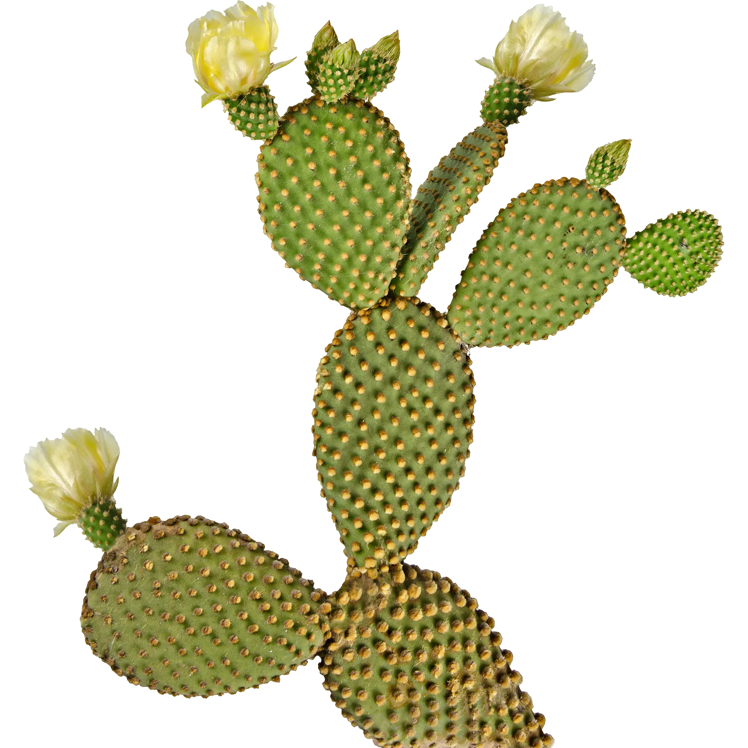 cactus-cutout